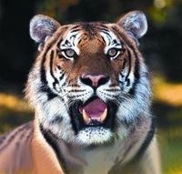 Tiger (tijger)
