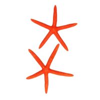 Oranje zeesterren decoratie - thumbnail
