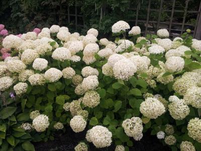 Hortensia Annabelle wit Groot - Warentuin natuurlijk