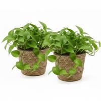 VD Leeden Planten of bloemen mand - 2x - rond - zeegras gevlochten - D25 x H22 cm - bloempot