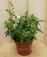 3 stuks! Diascia wit - Warentuin natuurlijk