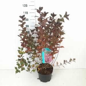 Weigela Florida struik Foliis Purpureis - 80 - 100 cm - 5 stuks