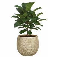 Mica decorations Bloempot / plantenpot Madeira - creme - terracotta - 16 cm - schubbenpatroon