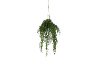 Kunstplant Asparagus S groen - Countryfield