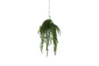 Kunstplant Asparagus S groen - Countryfield