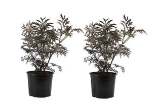 Sambucus 'Black Lace' - set of 2