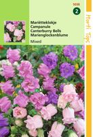 Campanula Medium Calycanthema Gemengd - Hortitops