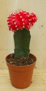 3 stuks! Kamerplant Cactus Rood/oranje mini - Warentuin Natuurlijk