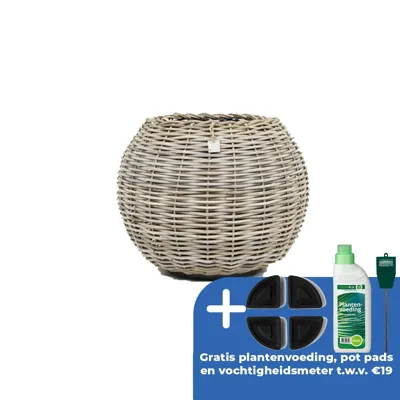 Drypot tina rotan d55h44cm bruin Drypot tina rotan d55h44cm bruin