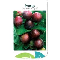 Prunus Domestica Opal - Oosterik Home - thumbnail