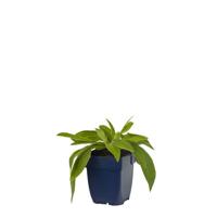 Centaurea montana Grandiflora vaste plant Griffioen - Griffioen