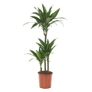 Dracaena Plant (Fragrans Janet Craig) - P 21 cm
