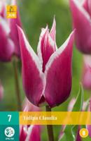 Tulp Claudia 7 bollen