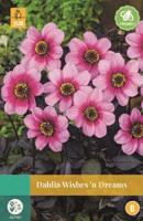 Dahlia Wishes N Dreams roze 1 bloembol Dahlia JUB - Jub