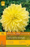 Dahlia kelvin floodlight 1st bloembol zomer Dahlia JUB - Jub