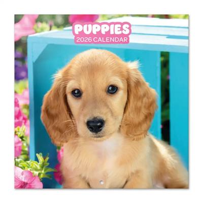 Puppies Kalender 2026