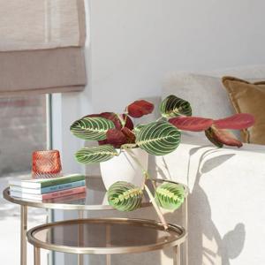 Maranta Leuconeura Fascinator Tricolor - Gebedsplant - P12