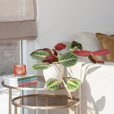 Maranta Leuconeura Fascinator Tricolor - Gebedsplant - P12