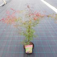 Japanse esdoorn (Acer palmatum "Firecracker") heester - thumbnail