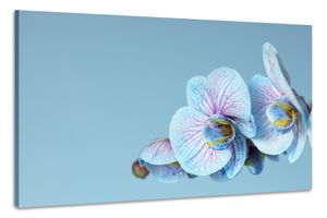 Karo-art Schilderij -Blauwe Orchidee, 100x70cm, wanddecoratie