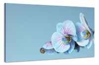 Karo-art Schilderij -Blauwe Orchidee, 100x70cm, wanddecoratie