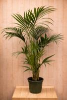Kentiapalm Howea Forsteriana kamerplant potmaat 22 cm H140-160 cm Warentuin Natuurlijk - Warentuin natuurlijk