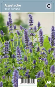 V.I.P.S. Agastache ''Blue Fortune''  P9