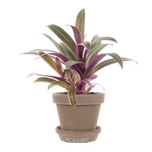 Tradescantia Purple Flame incl. taupe pot