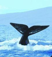 Whale (walvis)
