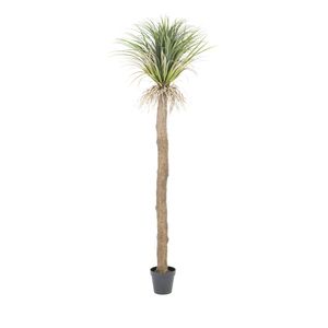 By-Boo Kunstplant 'Wild Yucca Tree' 244cm hoog