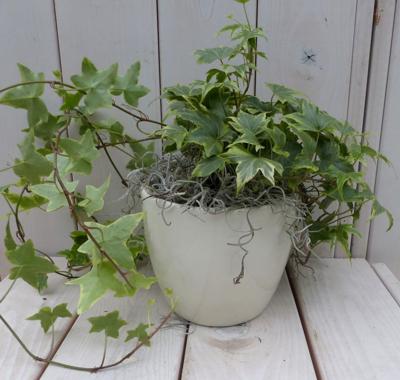 Klimop Hedrea bont creme pot 25 cm Warentuin Natuurlijk - Warentuin natuurlijk
