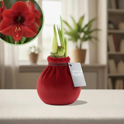 Amaryllis fluweel rood Amaryllis fluweel rood