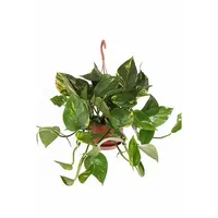 Kamerplant Epipremnum Pinnatum