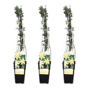 Jasminum Nudiflorum Trio - Winterjasmijn - P15
