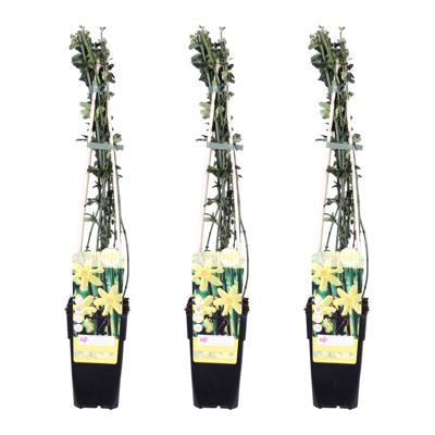 Jasminum Nudiflorum Trio - Winterjasmijn - P15