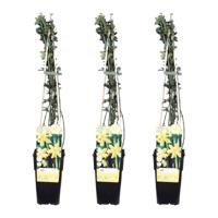 Jasminum Nudiflorum Trio - Winterjasmijn - P15