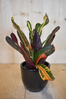 Croton in zwarte pot - Warentuin natuurlijk