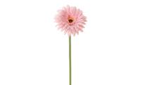 Gerbera h58 cm kunstbloem zijde nepbloem - Louis maes