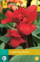 Canna Red Dazzler Bloembol JUB 1 bol - Jub