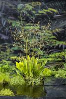 Waterweegbree  / Alisma platago-aquatica - thumbnail