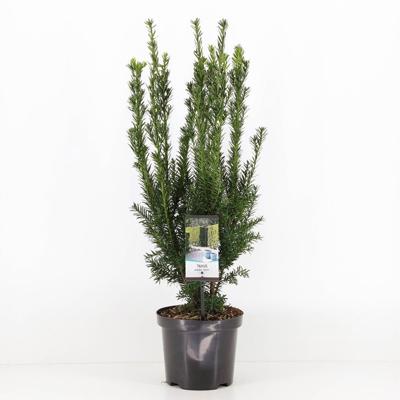 Taxus media hillii 50-60 cm - Warentuin natuurlijk