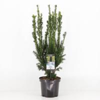 Taxus media hillii 50-60 cm - Warentuin natuurlijk