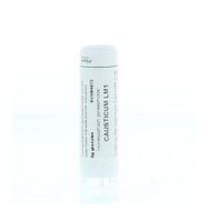Causticum LM1