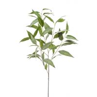Eucalyptus Eucalyptus