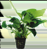 AquaVitaal Anubias Barteri Var. Nana