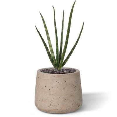 Mini Sanseveria Cylindrica kunstplant 20cm