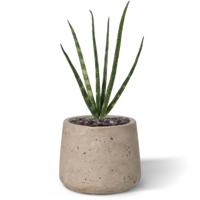 Mini Sanseveria Cylindrica kunstplant 20cm
