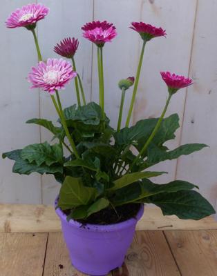 Perkplant Patio Gerbera roze in grote pot Warentuin Natuurlijk - Warentuin natuurlijk