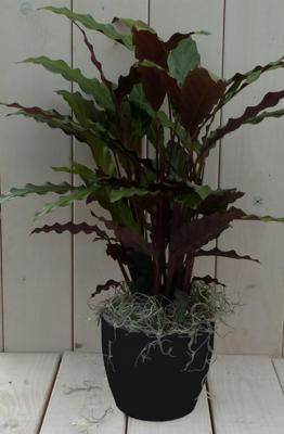 Calathea rood blad zwarte/antraciete pot 40 cm - Warentuin natuurlijk