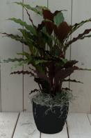 Calathea rood blad zwarte/antraciete pot 40 cm - Warentuin natuurlijk